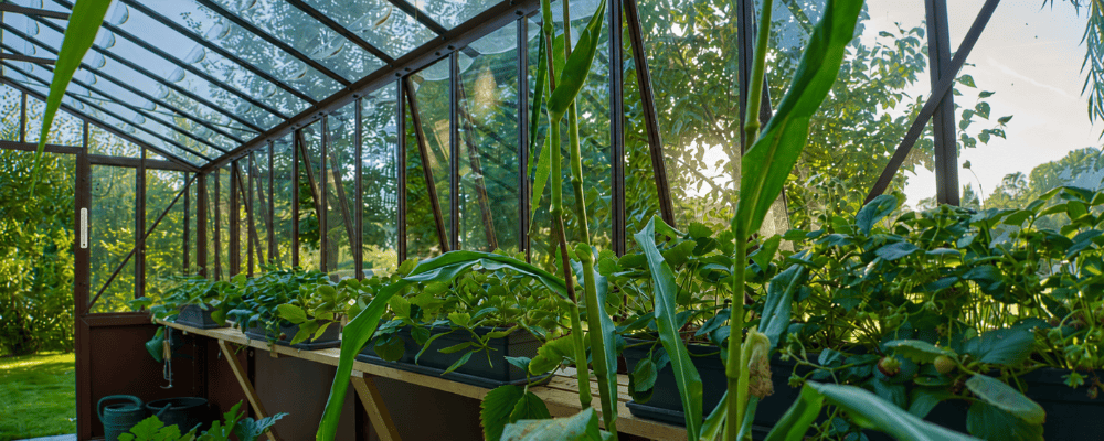 Thermomètre fixé à la structure d’une serre de jardin LAMS, près des cultures